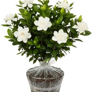 Frostproof Gardenia Live Plant – Fragrant Cape Jasmine 5-9 Inches Tall – Indoor/Outdoor - Image 7