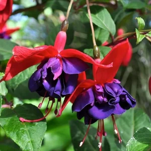 Fuchsia Live Plant Starter - Purple Red Flowers, 3-4 Inches Tall, Perennial, Indoor/Outdoor - Image 2