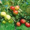 Fuji Apple Tree Live Plant – 2-3 Feet Tall Bare Root – Outdoor Fruit Tree - Image 1
