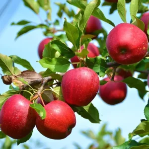 Fuji Apple Tree Live Plant – 2-3 Feet Tall Bare Root – Outdoor Fruit Tree - Image 3