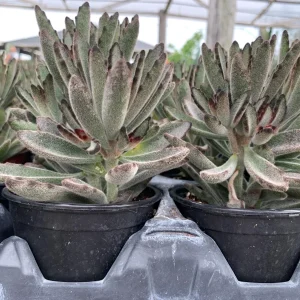 Fuzzy Kalanchoe Tomentosa Panda Plant Live Succulent - 4