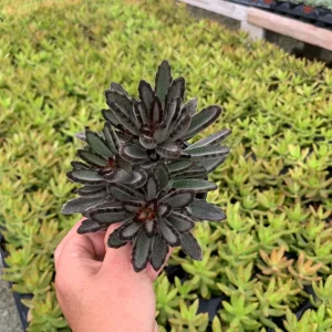 Fuzzy Kalanchoe Tomentosa Panda Plant Live Succulent - 4