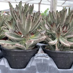 Fuzzy Kalanchoe Tomentosa Panda Plant Live Succulent - 4