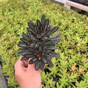 Fuzzy Kalanchoe Tomentosa Panda Plant Live Succulent - 4