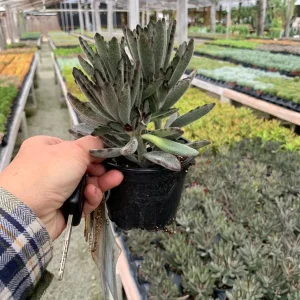 Fuzzy Kalanchoe Tomentosa Panda Plant Live Succulent - 4