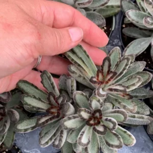 Fuzzy Kalanchoe Tomentosa Panda Plant Live Succulent - 4