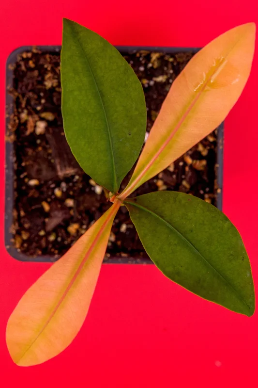 Garcinia Brasiliensis Live Plant – Lemon Drop Mangosteen Tree – 3-6'' Tall Starter - Image 2