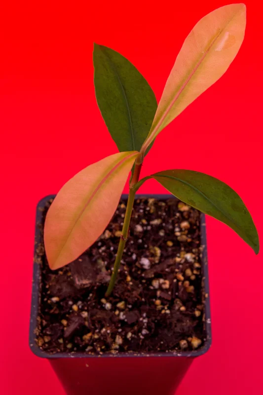 Garcinia Brasiliensis Live Plant – Lemon Drop Mangosteen Tree – 3-6'' Tall Starter - Image 3