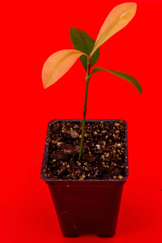 Garcinia Brasiliensis Live Plant – Lemon Drop Mangosteen Tree – 3-6'' Tall Starter - Image 4