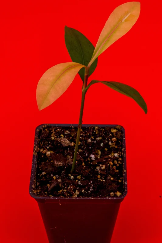 Garcinia Brasiliensis Live Plant – Lemon Drop Mangosteen Tree – 3-6'' Tall Starter - Image 5