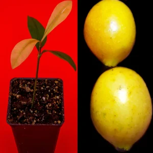 Garcinia Brasiliensis Live Plant – Lemon Drop Mangosteen Tree – 3-6'' Tall Starter - Image 1