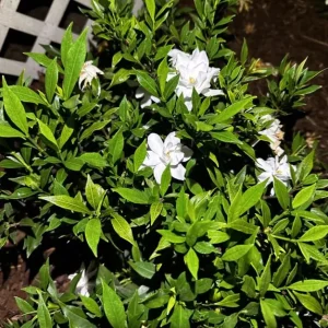 Gardenia Jasminoides 'Frostproof' Live Plant - Double White Flowers, 5-8