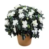 Gardenia Jasminoides 'Frostproof' Live Plant - Double White Flowers, 5-8" Tall - Image 1