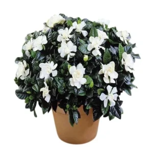 Gardenia Jasminoides 'Frostproof' Live Plant - Double White Flowers, 5-8