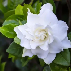 Gardenia Jasminoides 'Frostproof' Live Plant - Double White Flowers, 5-8