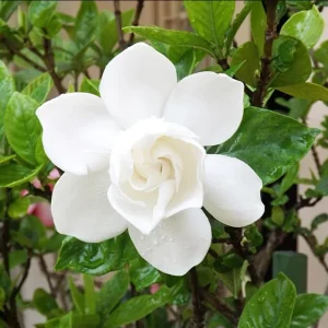 Gardenia Jasminoides 'Frostproof' Live Plant - Double White Flowers, 5-8