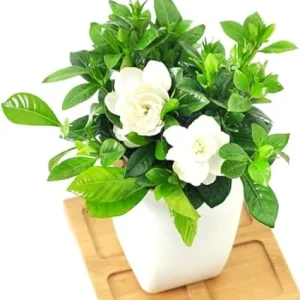 Gardenia Live Plant - Cape Jasmine Shrub, Frost Proof, 5 to 7 Inches Tall - Image 2