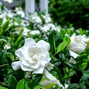 Gardenia Live Plant - Fragrant Double White Flowers, 9-12 Inch Tall Shrub - Image 2