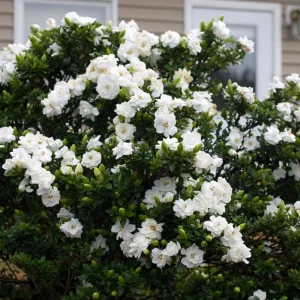 Gardenia Live Plant - Fragrant Double White Flowers, 9-12 Inch Tall Shrub - Image 5