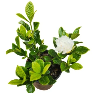 Gardenia Live Plant - Fragrant Double White Flowers, 9-12 Inch Tall Shrub - Image 6