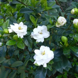 Gardenia Live Plant - Fragrant Double White Flowers, 9-12 Inch Tall Shrub - Image 8