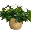 Gardenia Live Plant - Fragrant Double White Flowers, 9-12 Inch Tall Shrub - Image 1