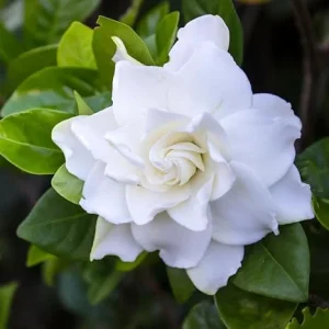 Gardenia Live Plant - Fragrant White Flowers, 4 Inch Pot - Outdoor - Image 3