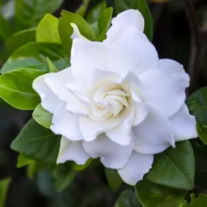 Gardenia Live Plant - Fragrant White Flowers, 4 Inch Pot - Outdoor - Image 4