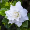 Gardenia Live Plant - Fragrant White Flowers, 4 Inch Pot - Outdoor - Image 1