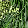 Garlic Chives Flower Seeds – 300 Seeds for Planting – Allium tuberosum - Image 1