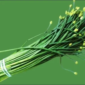 Garlic Chives Flower Seeds – 300 Seeds for Planting – Allium tuberosum - Image 6