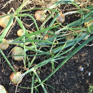 Georgia Sweet Onion Sets - Non-GMO Live Plant for Garden - Yellow/White Bulbs - Image 2