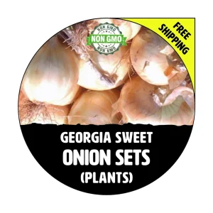 Georgia Sweet Onion Sets - Non-GMO Live Plant for Garden - Yellow/White Bulbs - Image 1