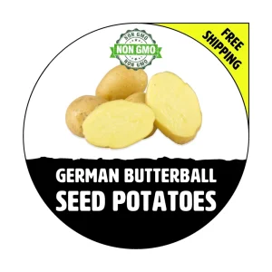 German Butterball Seed Potatoes - Certified Heirloom Plant Tuber - 1-10 Lbs. - Image 1