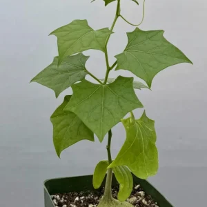 Gerrardanthus Macrorhizus Caudex Live Plant - The Bigfoot 4 inch Pot Indoor - Image 1