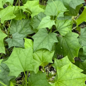 Gerrardanthus Macrorhizus Caudex Live Plant - The Bigfoot 4 inch Pot Indoor - Image 4