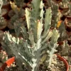 Ghost Cactus in 6" pot | Variegated Euphorbia Lactea | Variegated Plant | Rare Succulent - Image 1