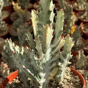 Ghost Cactus in 6" pot | Variegated Euphorbia Lactea | Variegated Plant | Rare Succulent - Image 1