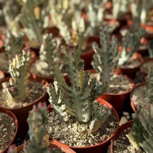 Ghost Cactus in 6" pot | Variegated Euphorbia Lactea | Variegated Plant | Rare Succulent - Image 2
