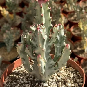 Ghost Cactus in 6" pot | Variegated Euphorbia Lactea | Variegated Plant | Rare Succulent - Image 3