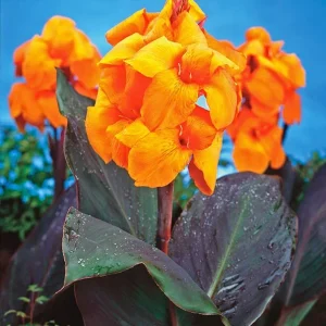 Giant Orange Canna Lily Flower Bulbs - Tropical Outdoor Plant, 4-6 ft Tall - Image 2
