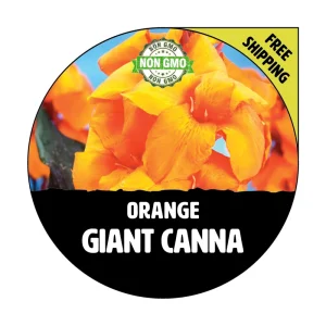 Giant Orange Canna Lily Flower Bulbs - Tropical Outdoor Plant, 4-6 ft Tall - Image 1