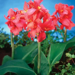 Giant Pink Canna Lily Bare Root Plant - Tropical Garden Flower, 4-6 ft Tall - Image 2
