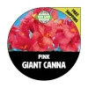 Giant Pink Canna Lily Bare Root Plant - Tropical Garden Flower, 4-6 ft Tall - Image 1