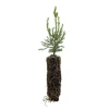 Giant Sequoia Redwood Live Tree Seedling - Sequoiadendron giganteum - Potted, 5-8 Inches Tall, Outdoor - Image 1