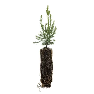 Giant Sequoia Redwood Live Tree Seedling - Sequoiadendron giganteum - Potted, 5-8 Inches Tall, Outdoor - Image 1