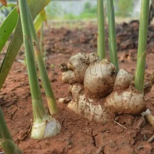 Ginger Roots Live Plant Set of 2, 4-8 Inch Tall Herb Plant for Planting - Image 2