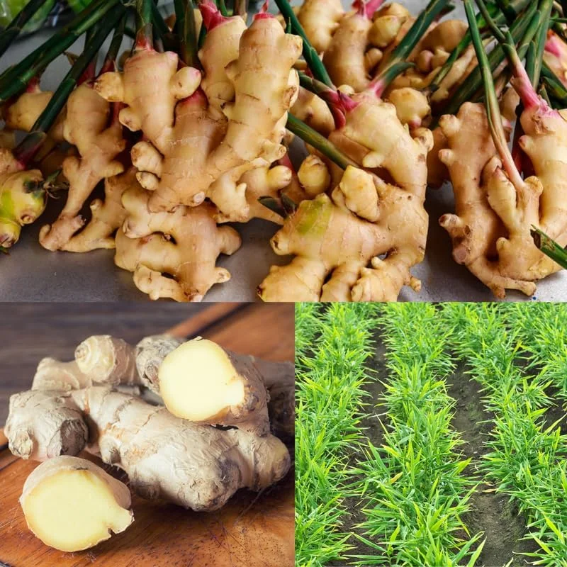 Ginger Roots Live Plant Set of 2, 4-8 Inch Tall Herb Plant for Planting - Image 3