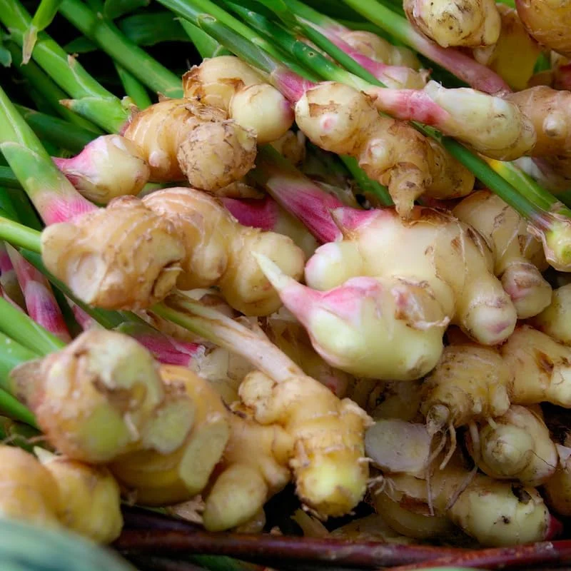 Ginger Roots Live Plant Set of 2, 4-8 Inch Tall Herb Plant for Planting - Image 1