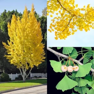 Ginkgo Biloba Live Plant - Hardy Ornamental Tree Seedlings, 6-12'' Tall, Winter Dormant, Outdoor - Image 3